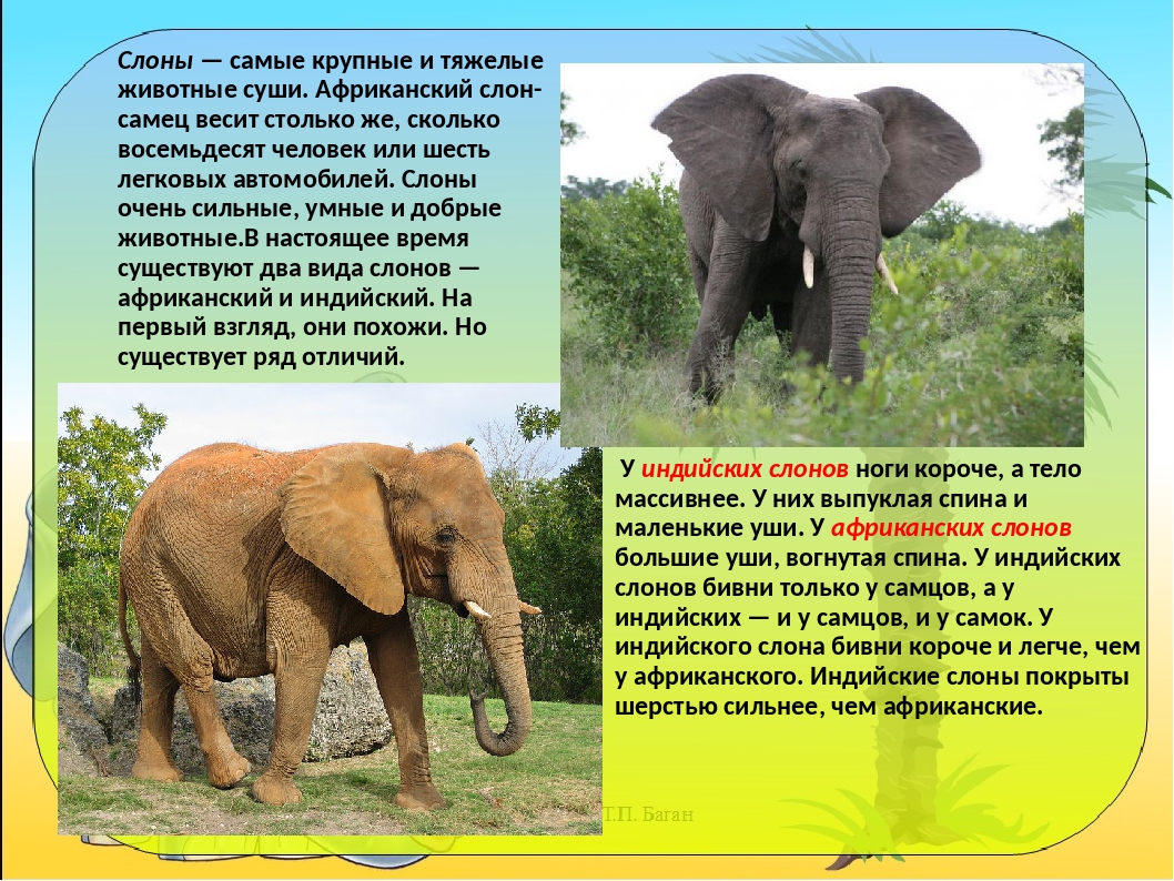 Африканские и индийские слоны 1 класс. Доклад про слона 1 класс. Где живут слоны. Доклад про слона. Доклад про слонов.