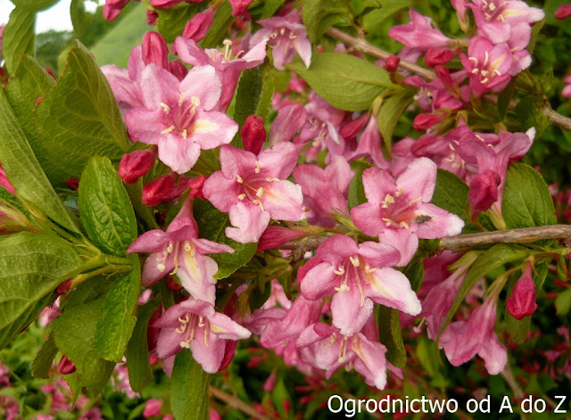 Krzewuszka Weigela