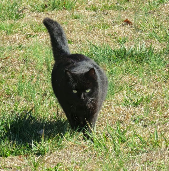 Margs Animals: Black Cat Saturday