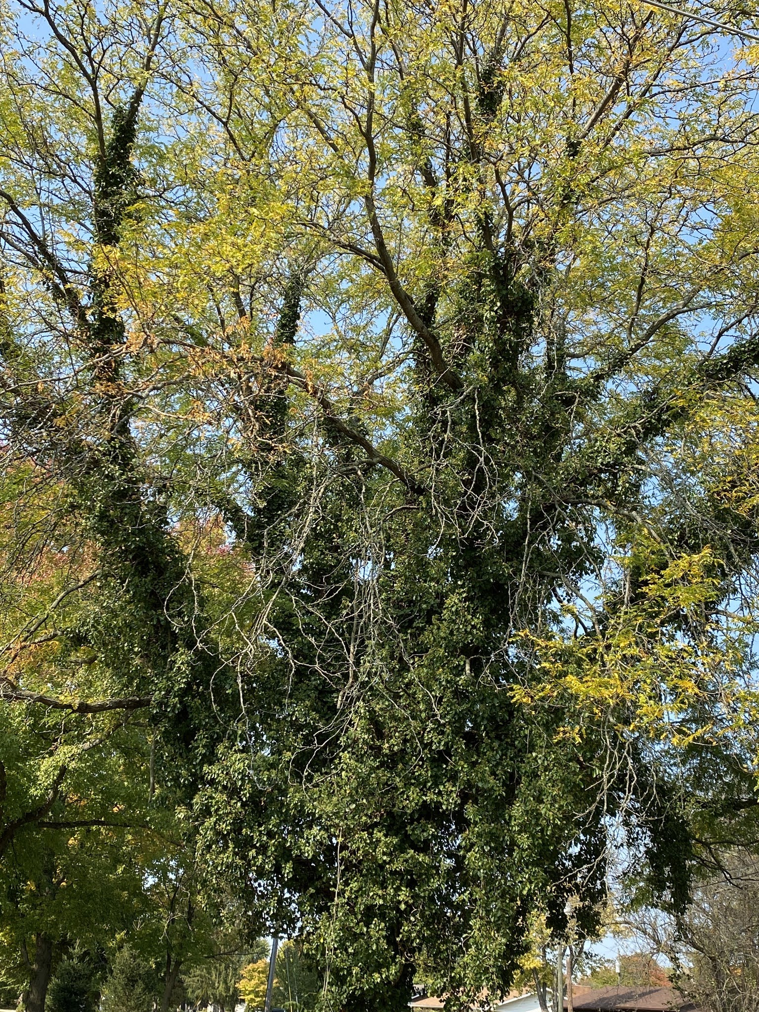 Beware of the Big, Woody Vines