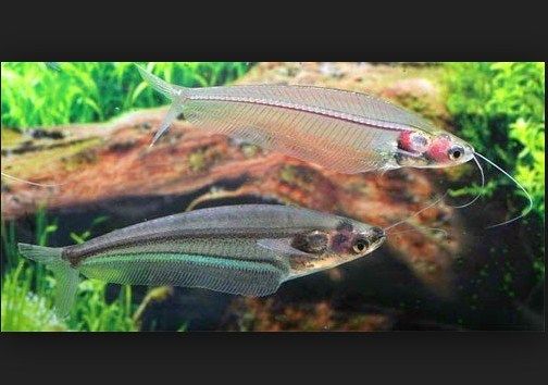 Ikan Lele Kaca dan Cara Merawatnya Ikan Lele Kaca dan Cara Merawatnya