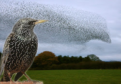 bird birds flying behavior starlings starling flock together flocks cornell mcgowan understanding kevin dr murmurations