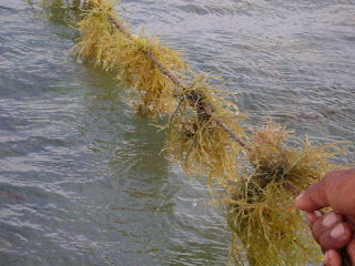 2 Metode Budidaya Rumput Laut yang Dikenal Dalam Aquaculture