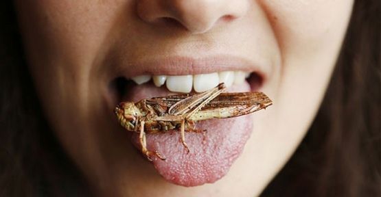 Rüyada Böcek Yemek | Bi Rüya Tabiri | Rüya Tabirleri ve Yorumları