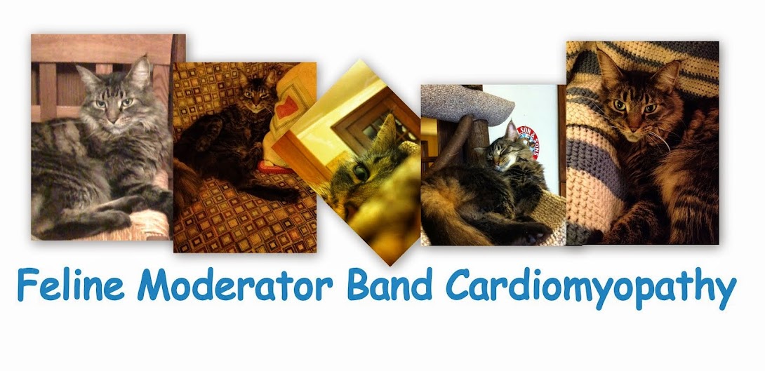 Feline Moderator Band Cardiomyopathy