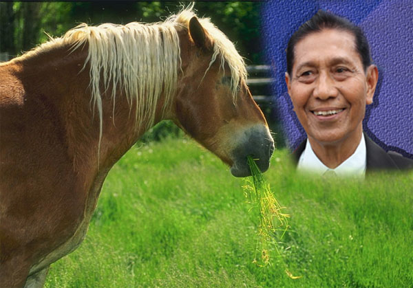 Bertugas Mencari Rumput Untuk Makanan Kuda Pedoman Karya