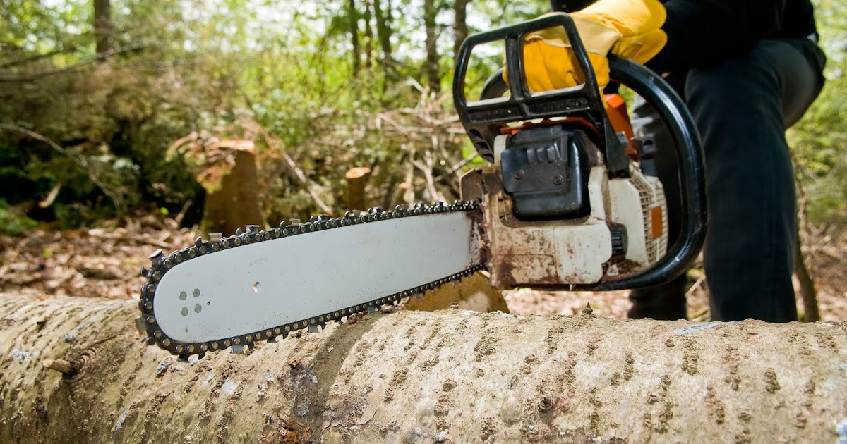 Tree Removal Kelowna When is Tree Removal's Best Time of Year?