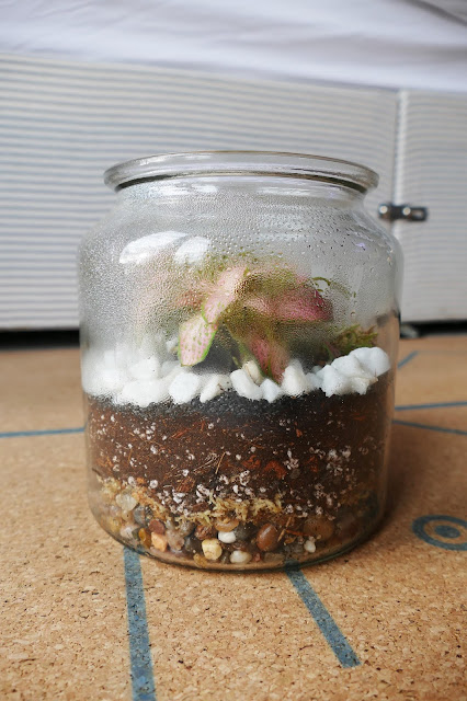 How To Build Your Own Terrarium At Home, DIY Terrariums Shop Review, DIY Terrariums Shop etsy, terrarium kits cheap uk, terrarium kit uk, closed terrarium kit, etsy terrarium kit How To Build Your Own Terrarium At Home, DIY Terrariums Shop Review, DIY Terrariums Shop etsy, terrarium kits cheap uk, terrarium kit uk, closed terrarium kit, etsy terrarium kit