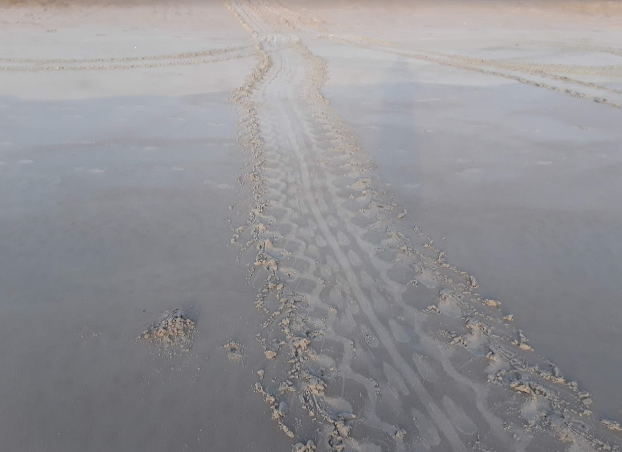 Cocoa Beach Pictures: Sea Turtle Tracks Canaveral National Seashore