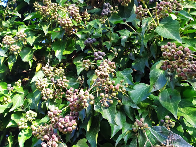 hedera helix