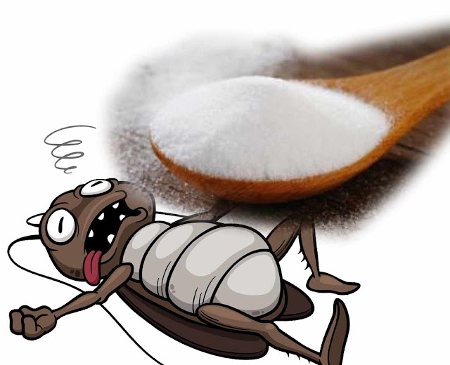 Top 5 Easy Tips How To Get Rid Of Cockroaches