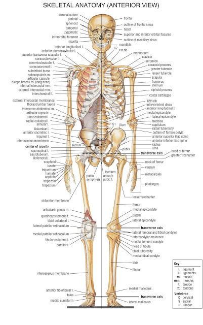 Skeletal Diagram