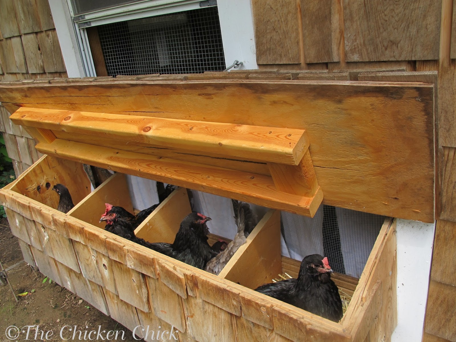 The Chicken Chick®: Nest Box Solution: CHICK TV