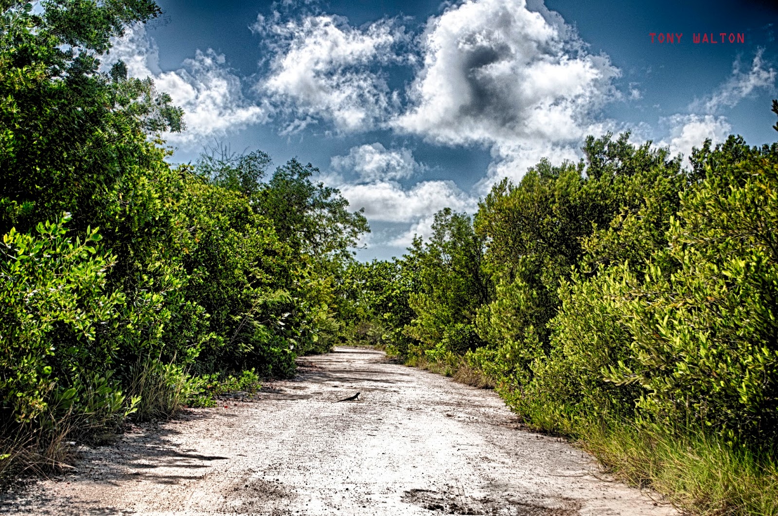 Tony Walton marl road in west bay grand cayman at 1101 AM