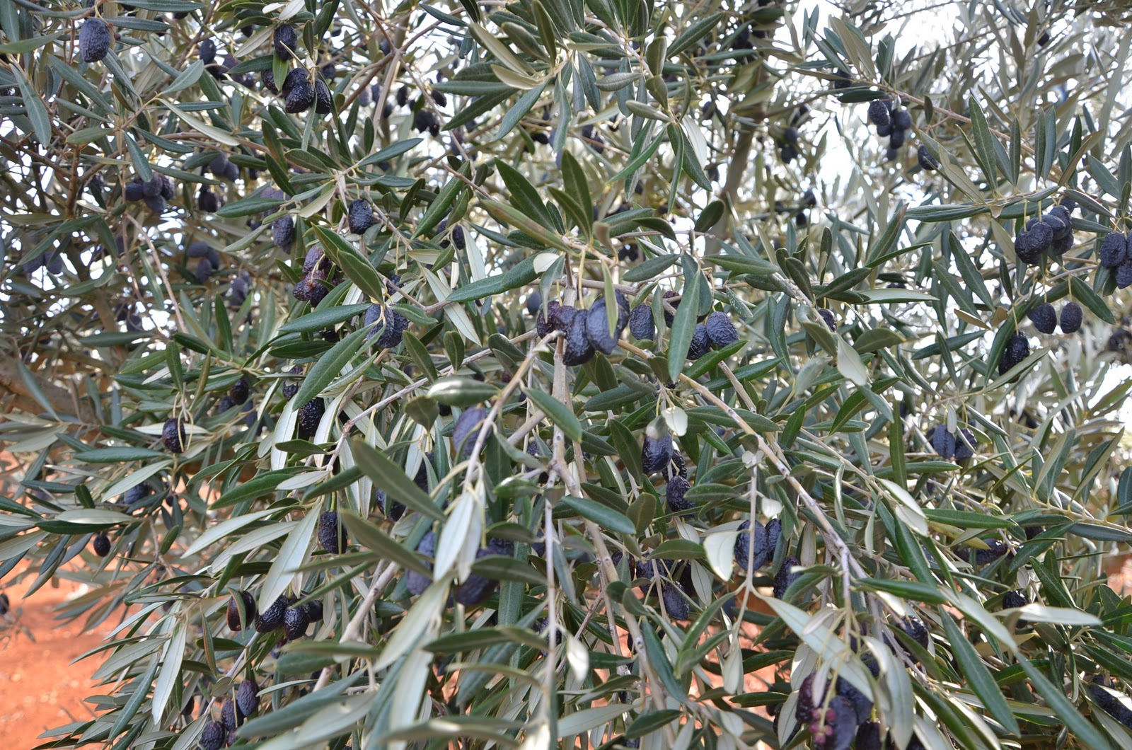 Native Plants With Adams Garden New Plants For 2019