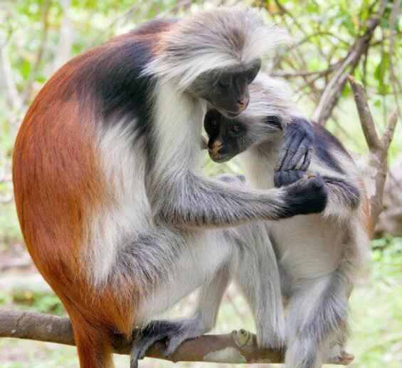 القرد الأحمر زنجبار