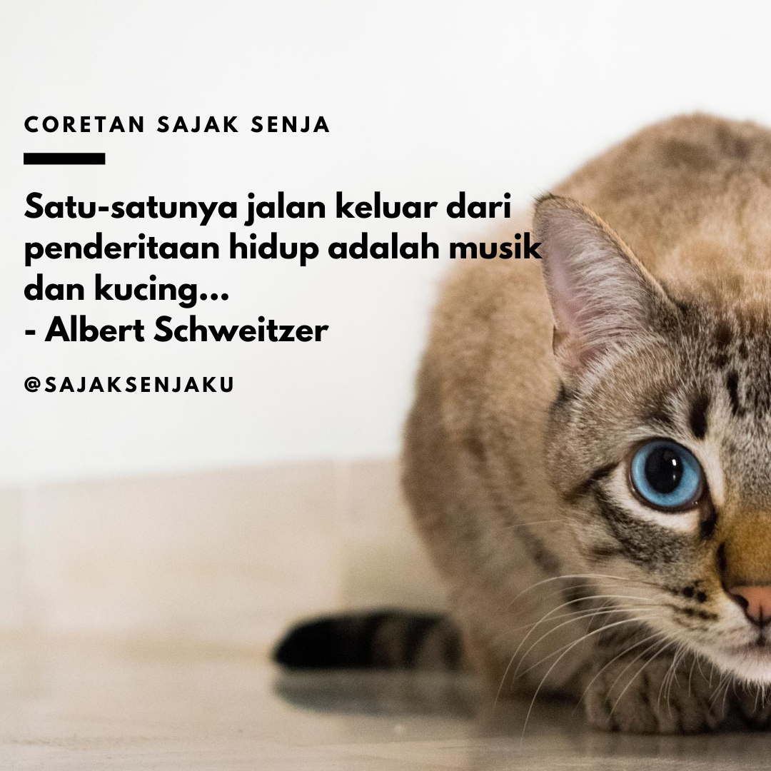 Puisi Sajak Kucing Sajak Senja