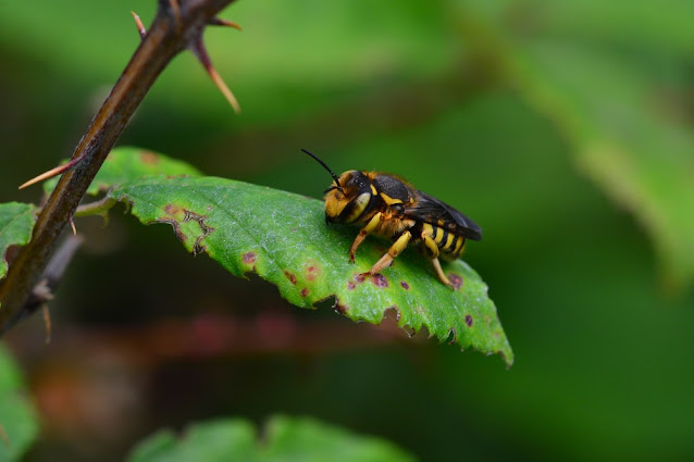 Anthidium florentinum Anthidium florentinum