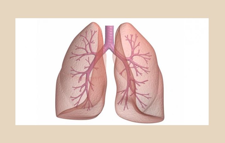 Selaput yang membungkus paru paru