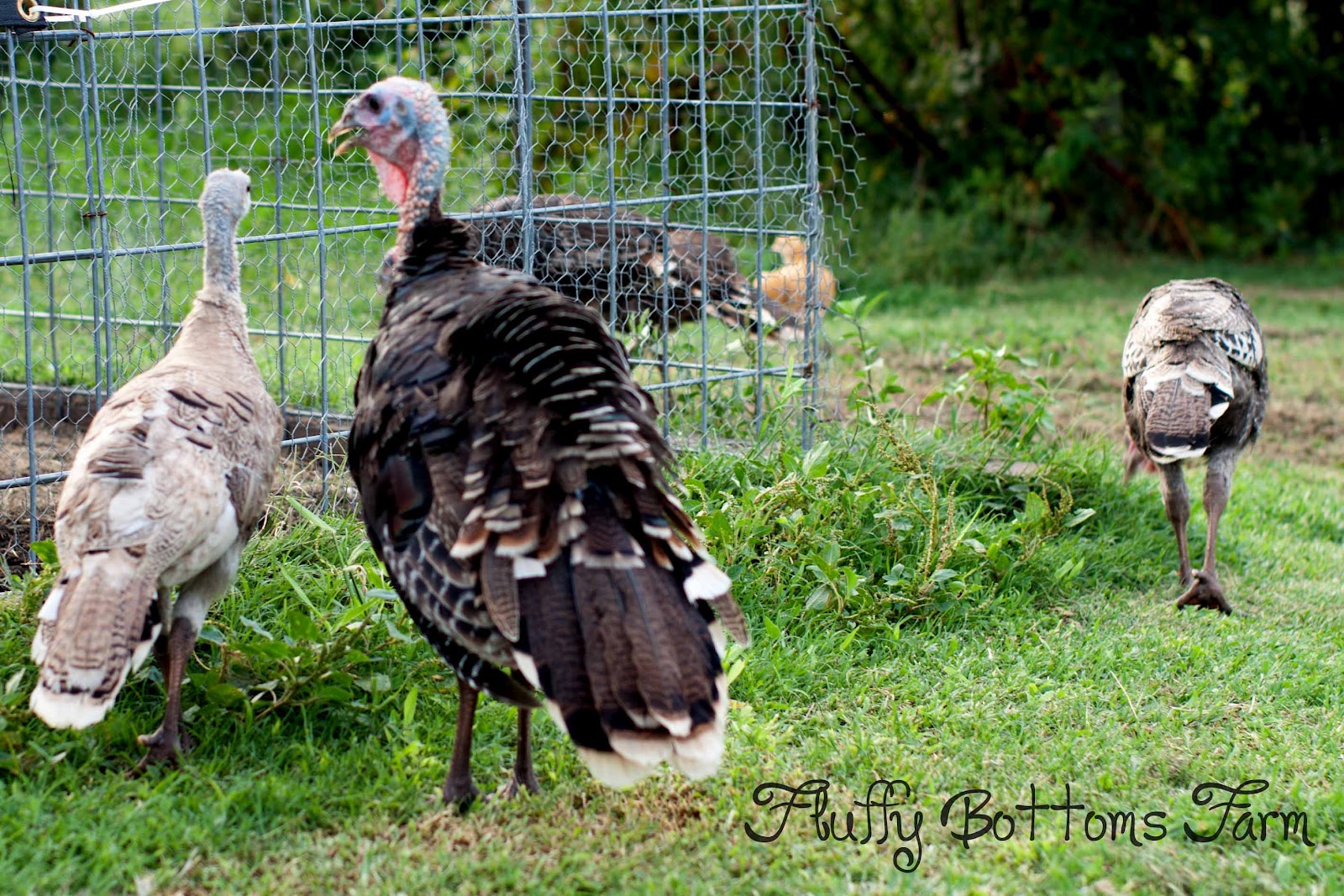 Fluffy Bottoms Farm Turkey For Sale fluffy-bottoms-farm-turkey-for-sale