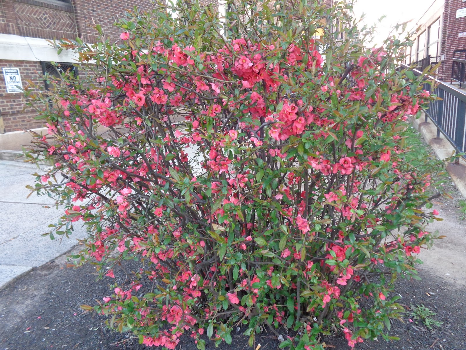 Plaintalker II: Flowering Quince, A Spring Favorite