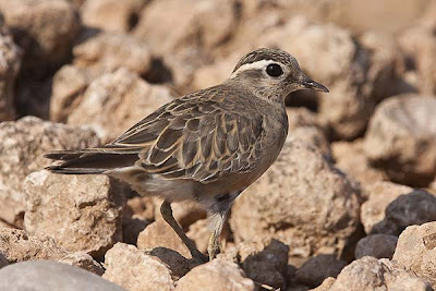 Chorlito carambolo (Charadrius morinellus)