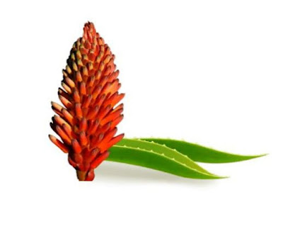 Le proprietà dell'Aloe Arborescens Le proprietà dell'Aloe Arborescens