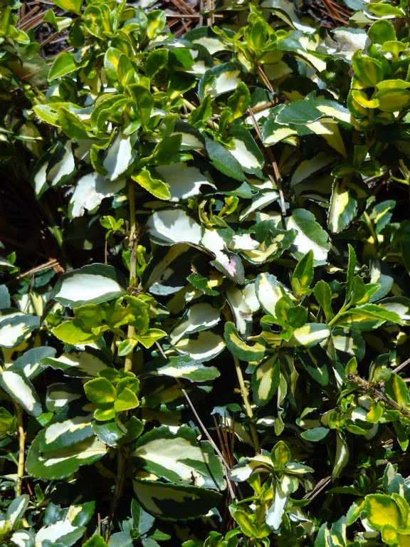 Euonymus Poisoning In Dogs Symptoms Causes Diagnosis