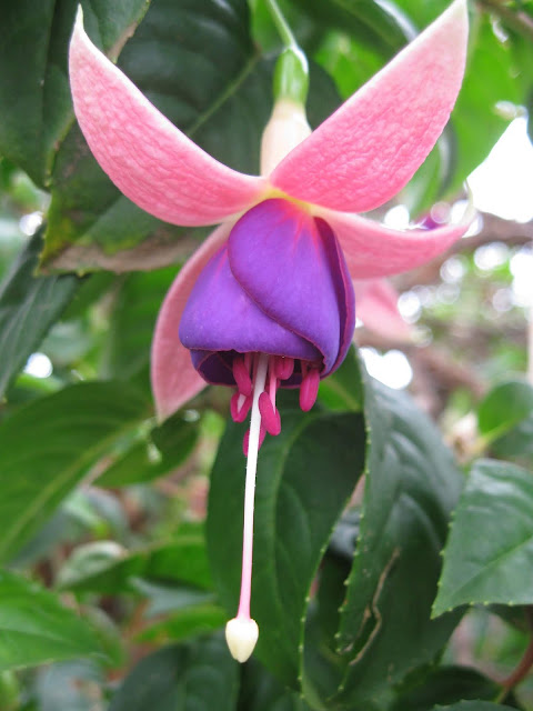 Fuchsia Flower