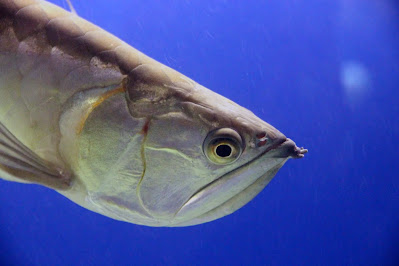 Silver Arowana Tank Size Care Price and Growth Rate Silver Arowana Tank Size Care Price and Growth Rate