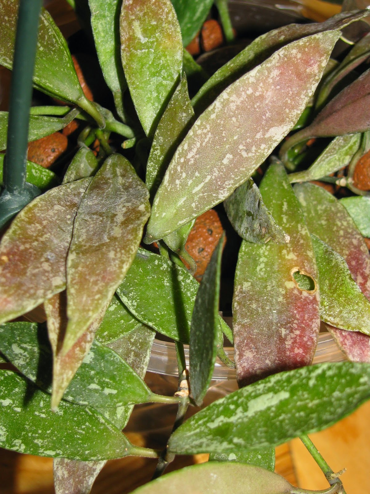 Лакуноза лаос хойя