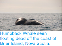 https://sciencythoughts.blogspot.com/2018/09/humpback-whale-seen-floating-dead-off.html