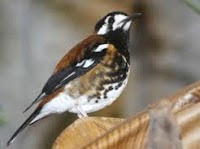 Harga Terbaru Burung Anis Cendana Berbagai Jenis Saka Doci