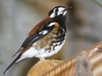 Harga Burung Kicau Anis Cendana Terbaru 2017 Berbagai Jenis Harga Burung Kicau Anis Cendana Terbaru 2017 Berbagai Jenis