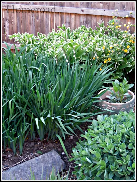 Green garden plants in the garden