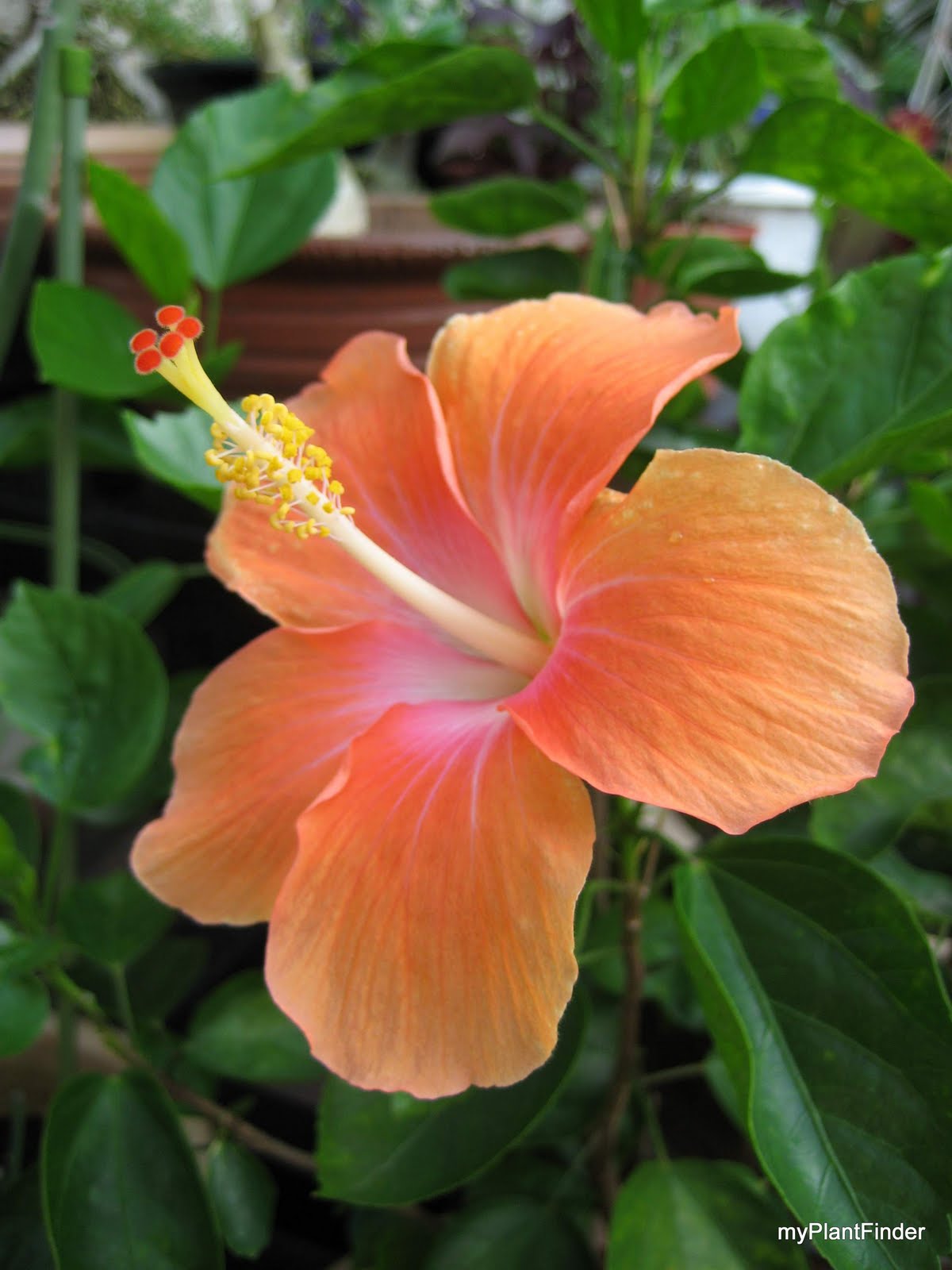 MY PLANT FINDER Plant Guide Hibiscus rosasinensis cultivars