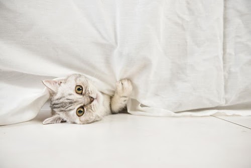 Why Your Cats Peeing Outside the Litter Box? Why Your Cats Peeing Outside the Litter Box?