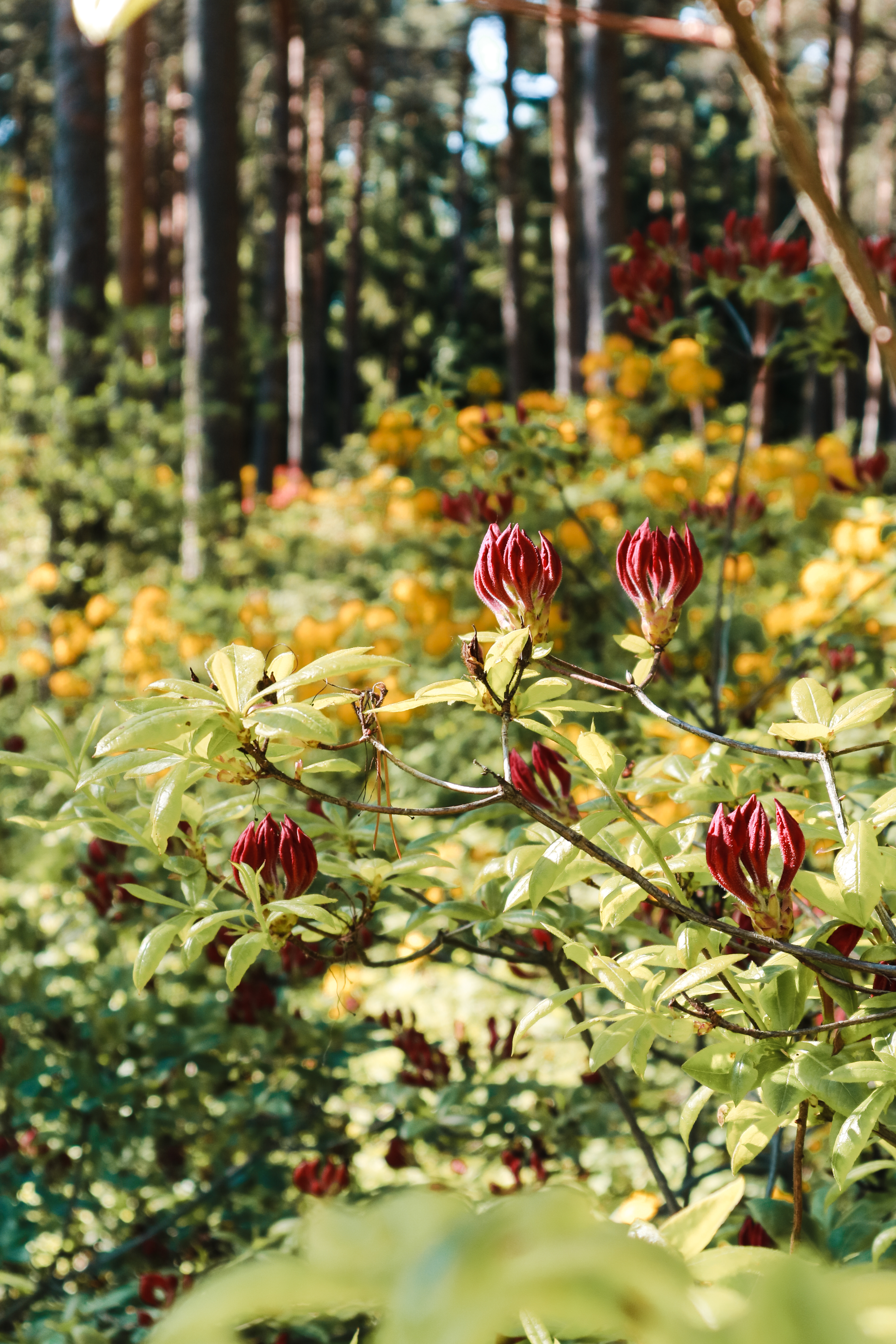 Big mamas home by Jenni S. Arki just nyt Big mamas home by Jenni S. Arki just nyt