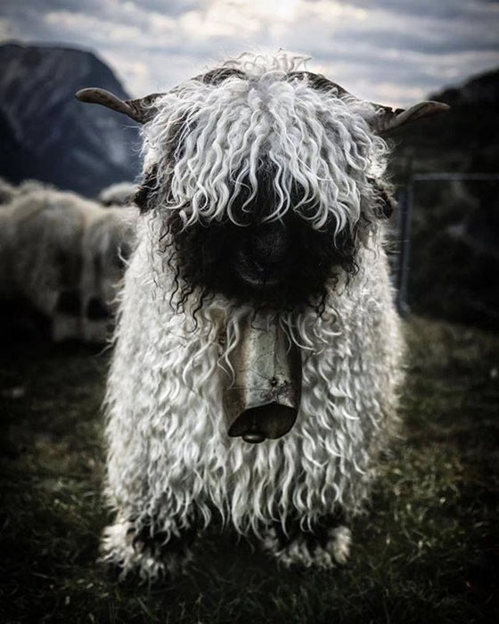 Valais Black-Nose Swiss Sheep