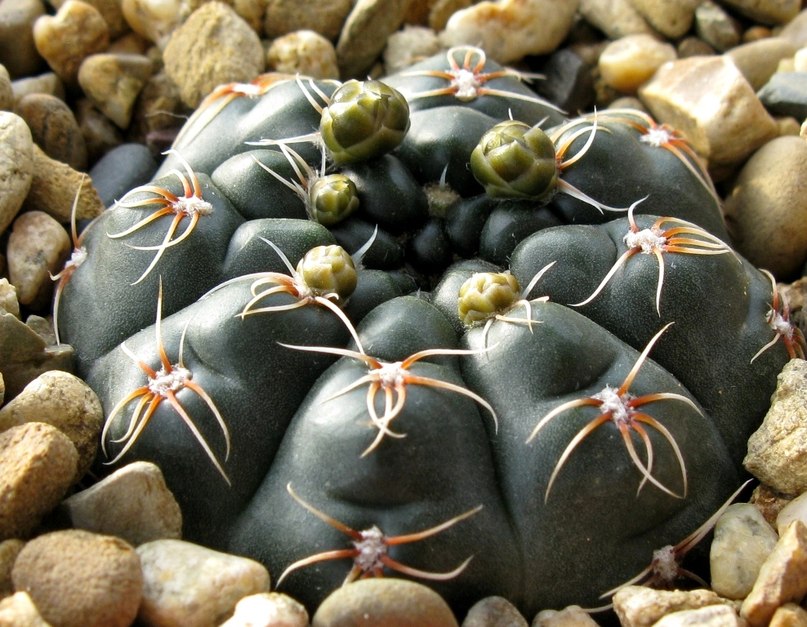 Gymnocalycium Amerhauseri Care And Culture Travaldo S Blog