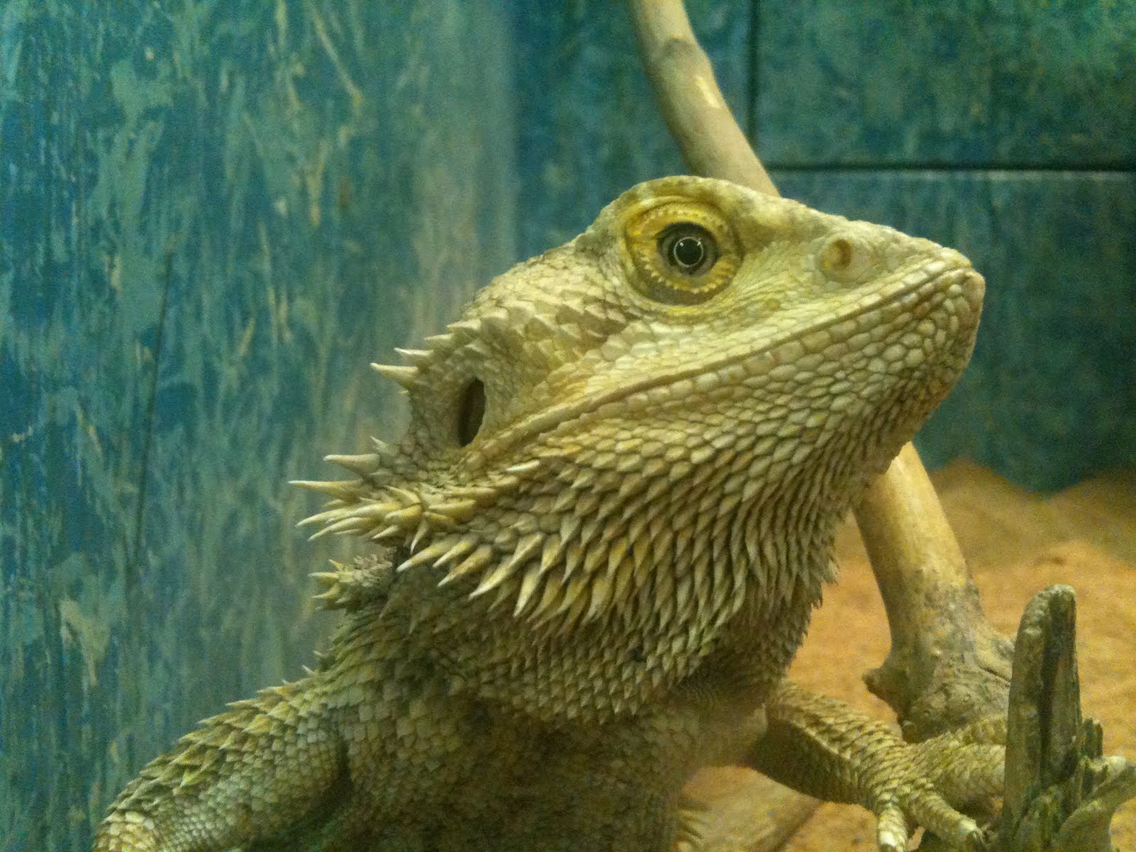 The Adventures of Yarn Salad Drumheller The Royal Tyrell Museum of