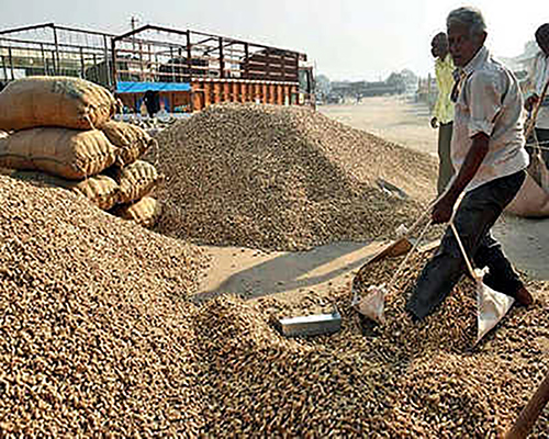 In Saurashtra market yard farmers have over 50 per cent of groundnut crop and in North Gujarat 95 per cent of the goods are in the Agriculture in Gujarat market yard