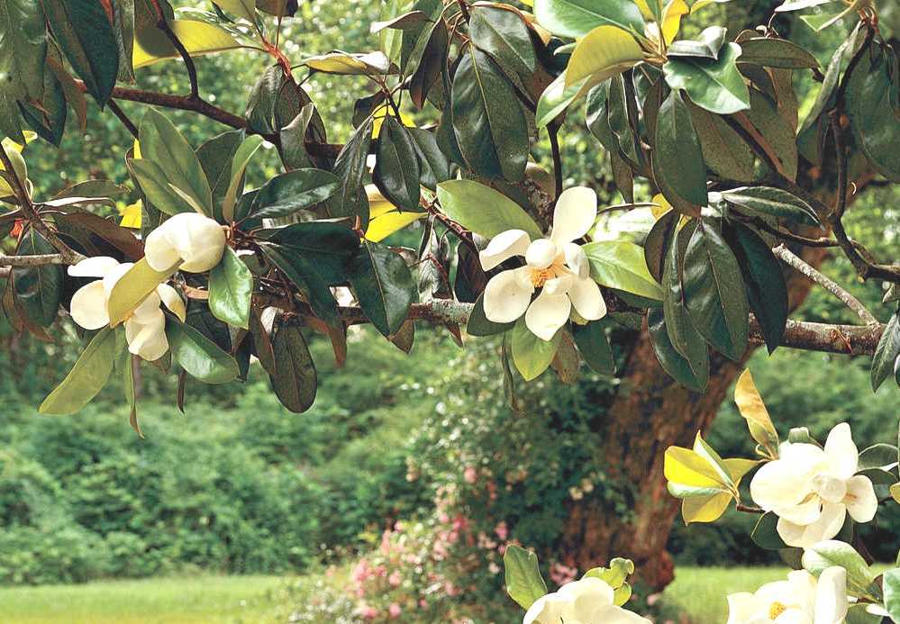 Magnolia Grandiflora Magnolia Tree North Carolina