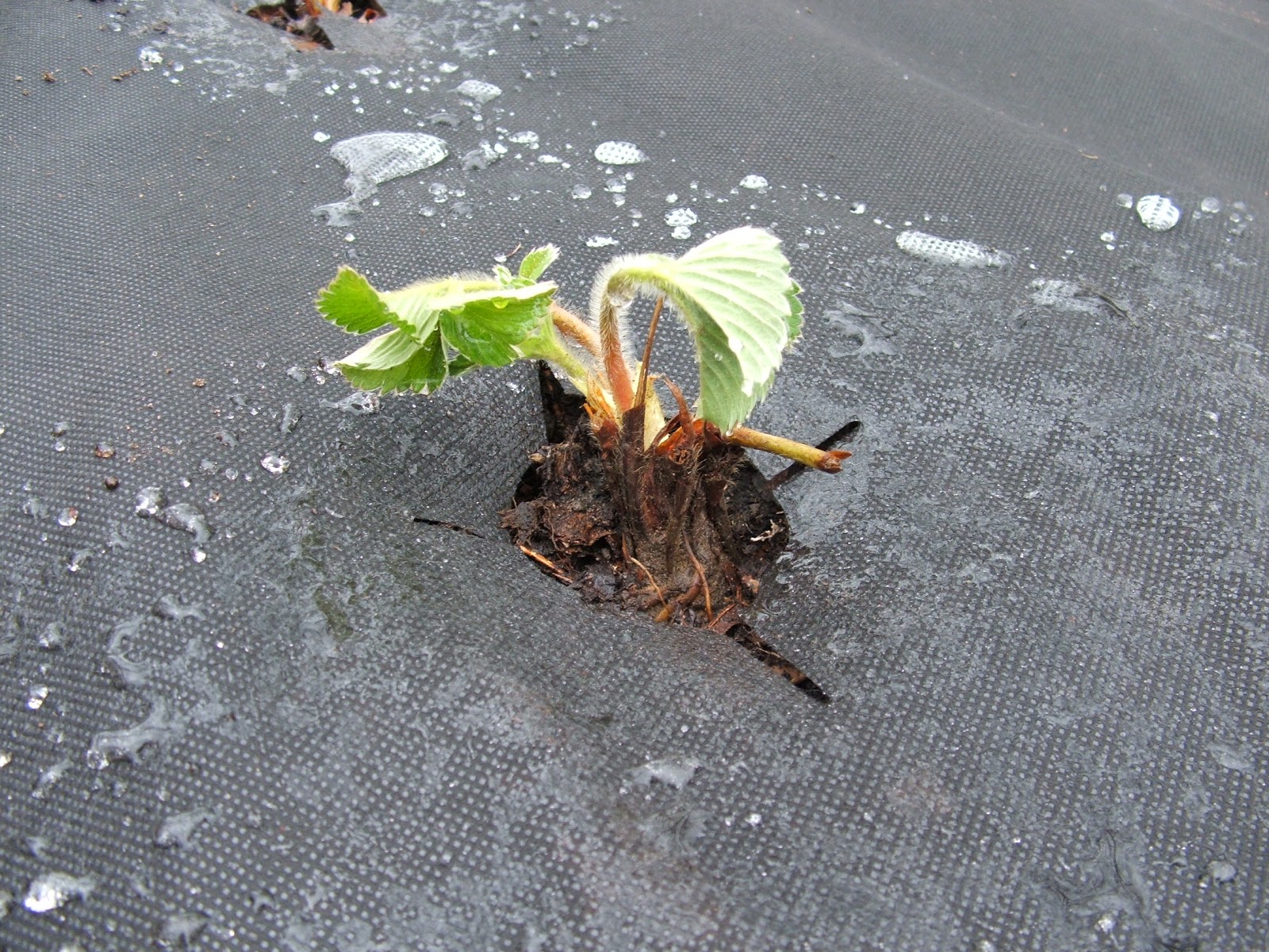 Green Zebra Market Garden Planting Dormant Strawberry Crowns