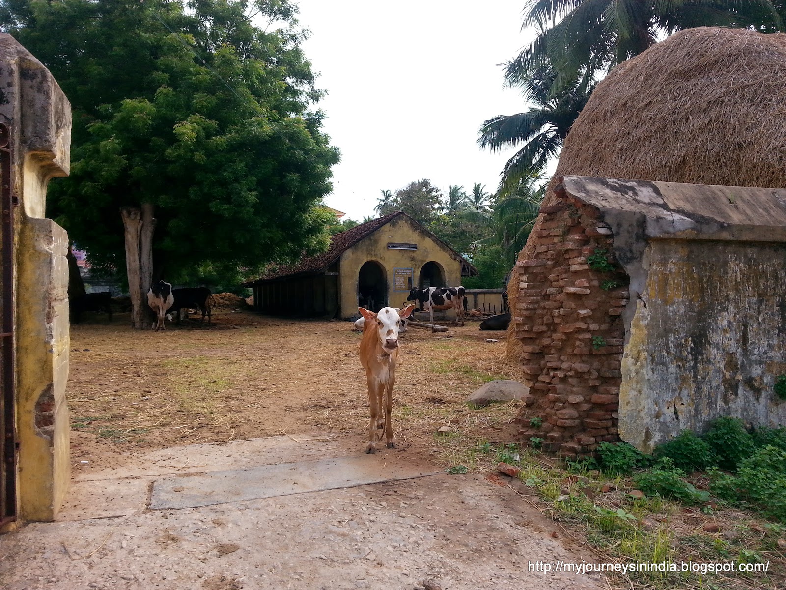 Thirukkadaiyur 