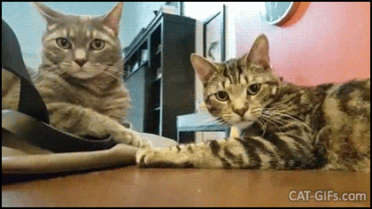 Funny Cat GIF • Cat gone wild! Clumsy cat falling from table to floor for no apparent reason! Funny Cat GIF • Cat gone wild! Clumsy cat falling from table to floor for no apparent reason!