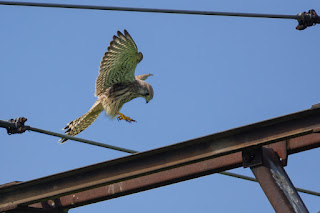 Wildlifefotografie Lippeaue Turmfalke