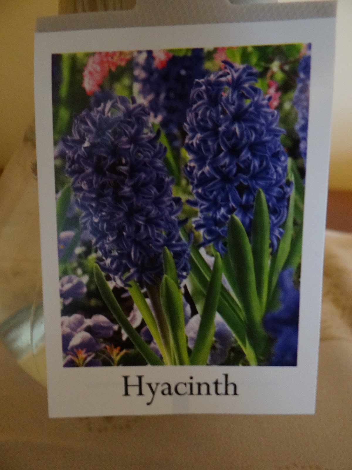 Trader Joe's 365 Hyacinth