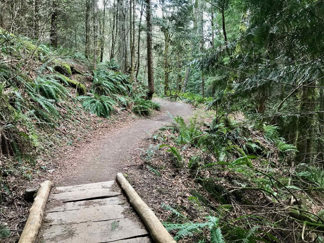 DJanity Chanterelle Trail