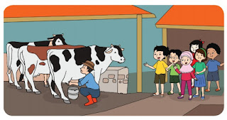 peternakan sapi perah www.simplenews.me